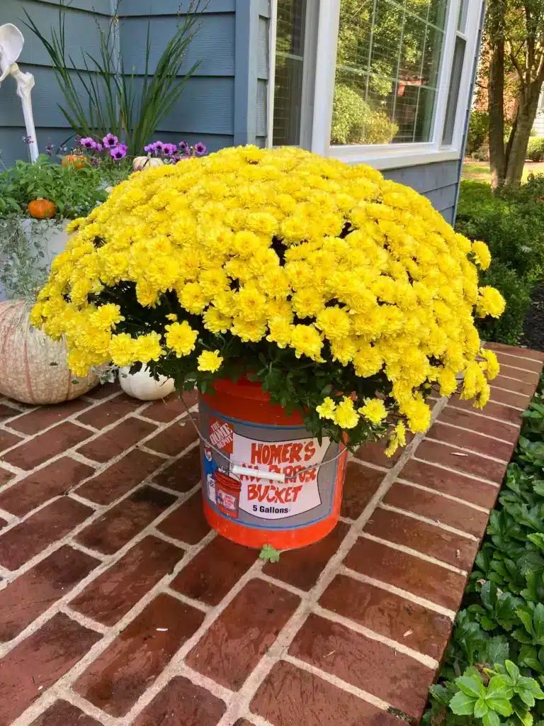 Create Colorful Planter Displays for All Seasons Chesapeake Family