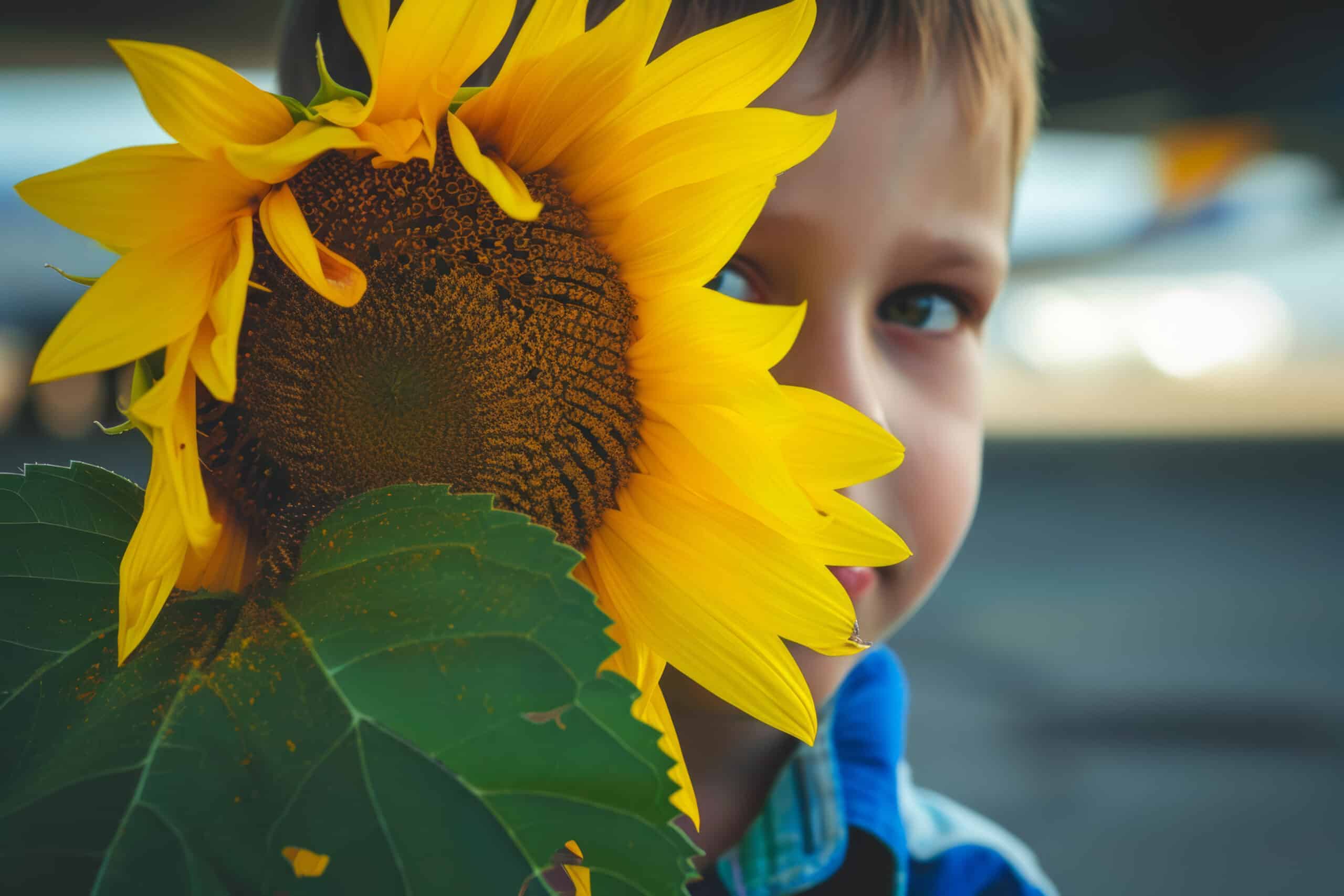 Stock photo of a little boy peeking out from behind a sunflower. Only one eye is visible.