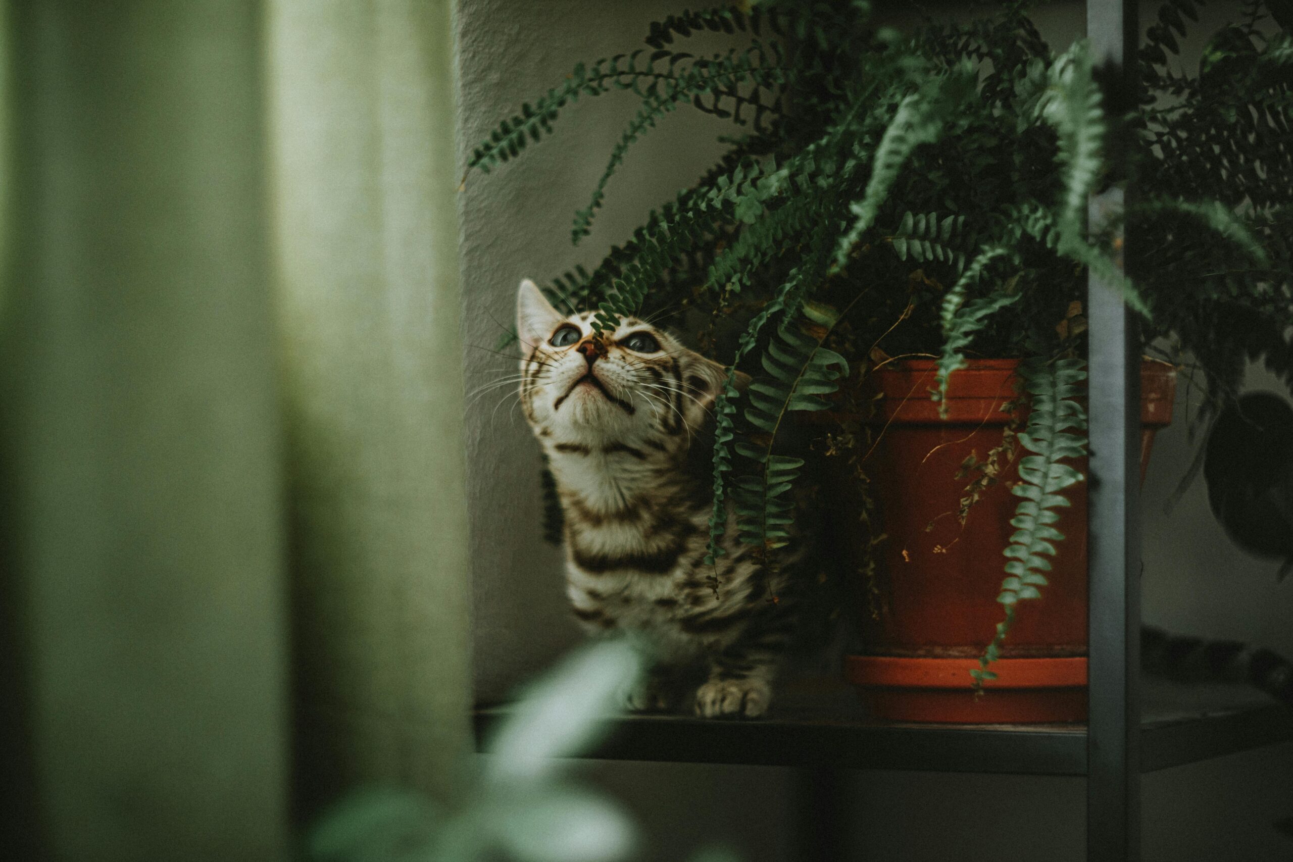 Stock photo of a brown striped cat looking up at a potted green houseplant in a dim living room.