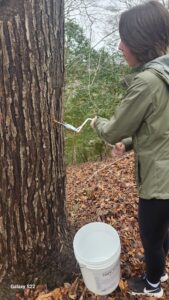 Photo of a person using a tool to make a hole in a tree trunk in the woods. There is a large white bucket in front of the tree.