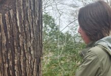 Photo of a person using a tool to make a hole in a tree trunk in the woods. There is a large white bucket in front of the tree.