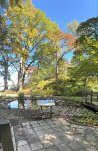 Photo of a large tree illuminated by sunlight on a spring day. The tree has green leaves and the sky is clear and blue.