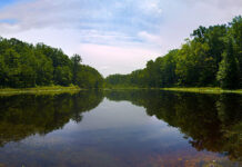 Photo of a pond against a dense green forest.