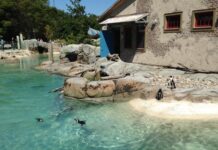 Photo of an outdoor zoo enclosure with penguins swimming in clear blue water