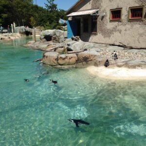 Photo of an outdoor zoo enclosure with penguins swimming in clear blue water 