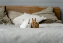 Two bunnies sitting next to each other on a bed