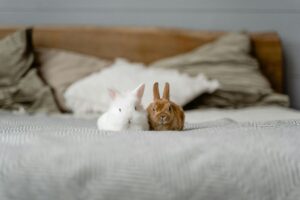 Two bunnies sitting next to each other on a bed