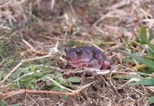 Eastern Spadefoot Toad