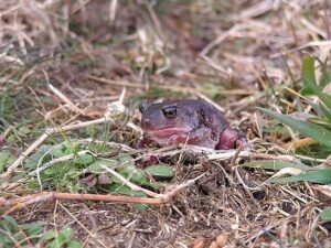 Eastern Spadefoot Toad
