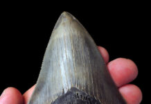 A Megalodon tooth from Maryland