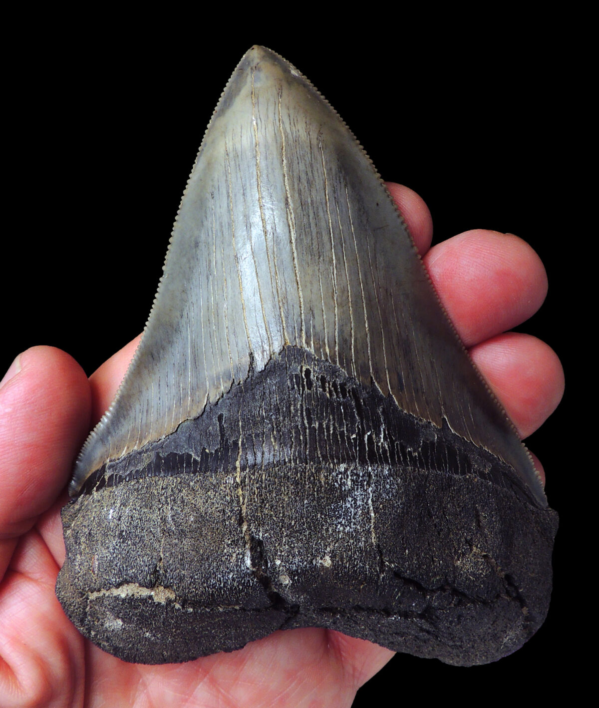 Maryland’s New State Shark Opens Wide