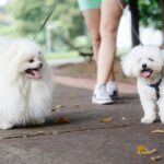 Two dogs being walked