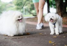 Exciting Events in the Chesapeake: May 16-17 Two dogs being walked