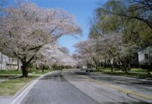 Crofton Parkway in the spring