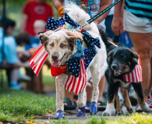 Dogs at an Independence Day parade
