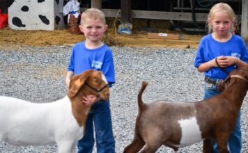 Kids and goats at the Talbot County Fair