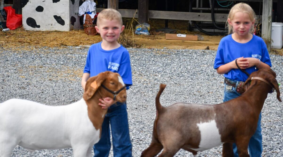 Kids and goats at the Talbot County Fair