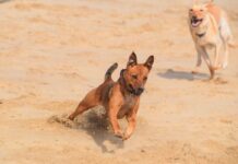 Dogs running on the beach