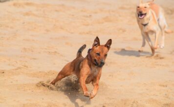 Dogs running on the beach