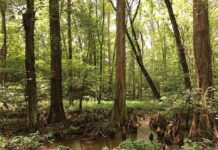 Battle Creek Cypress Swamp