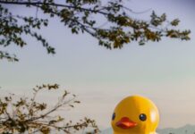 Things to Do This Weekend in the Chesapeake: Sept. 11-13 People watching a giant rubber duck